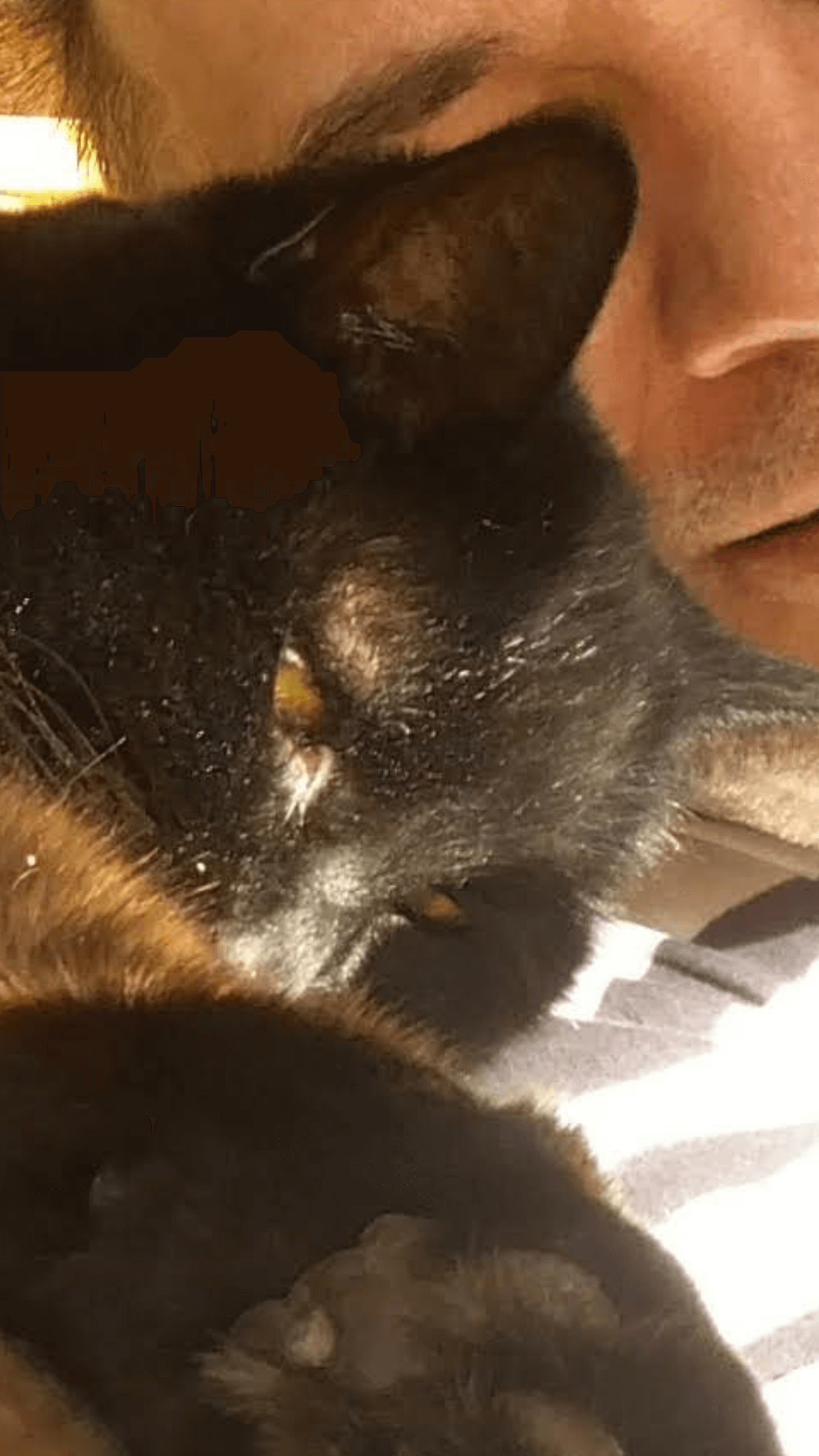 Clemens Weiß mit seiner Katze