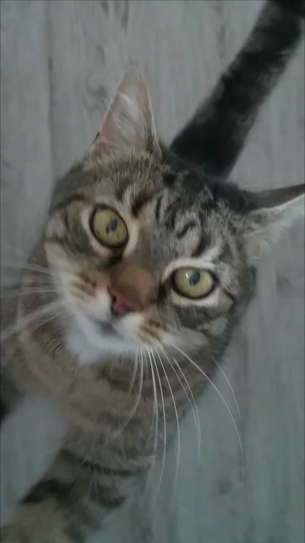 Eine wunderschöne Katze