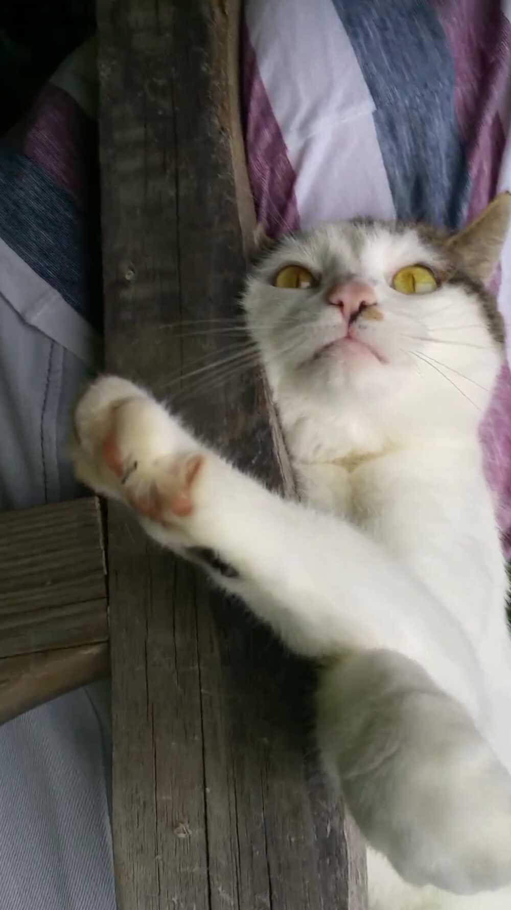 Noch eine wunderschöne Katze