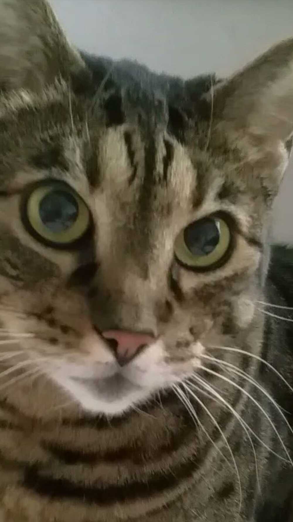 Eine weitere wunderschöne Katze