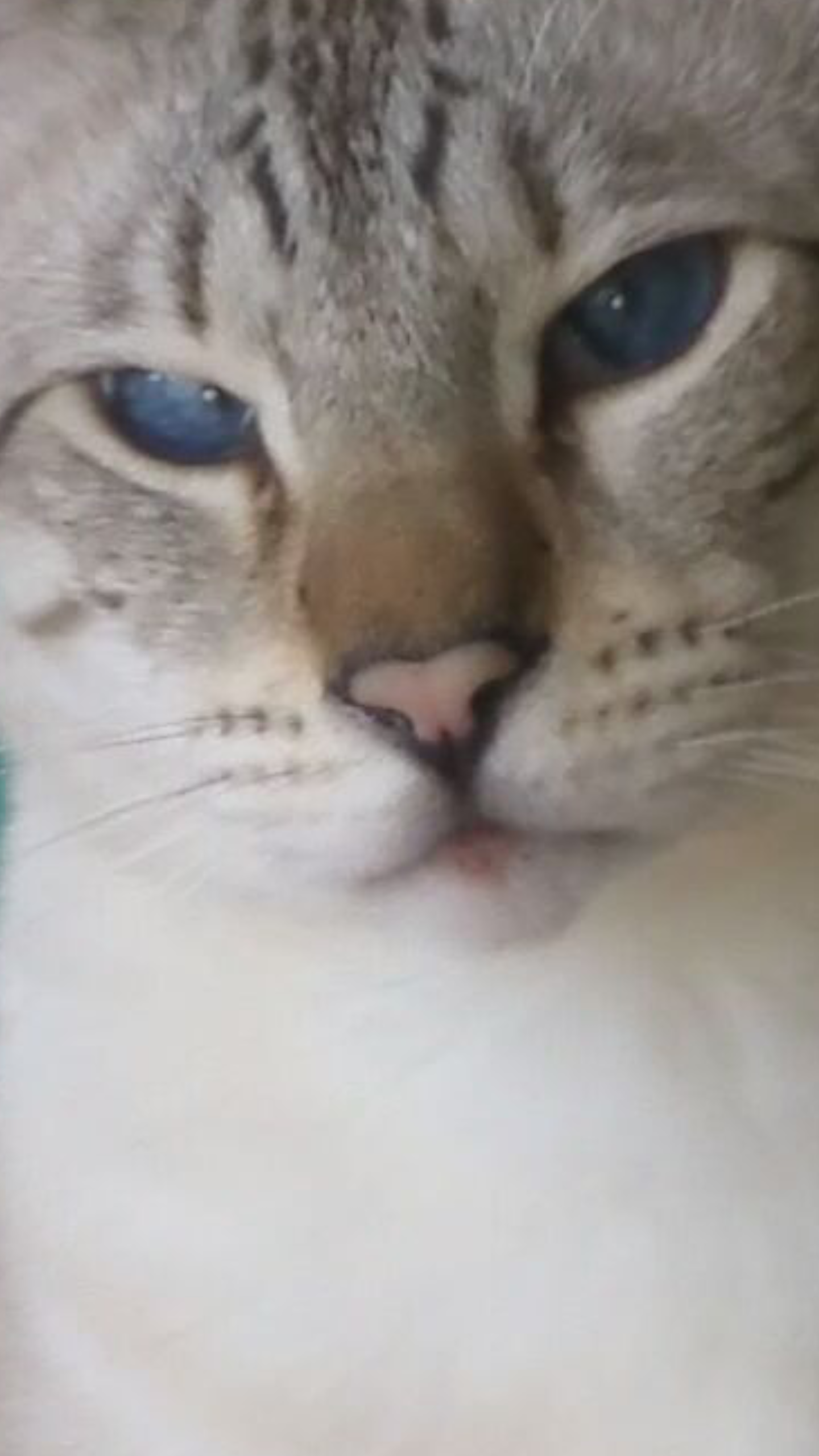 Liebe Blaue Augen Katze
