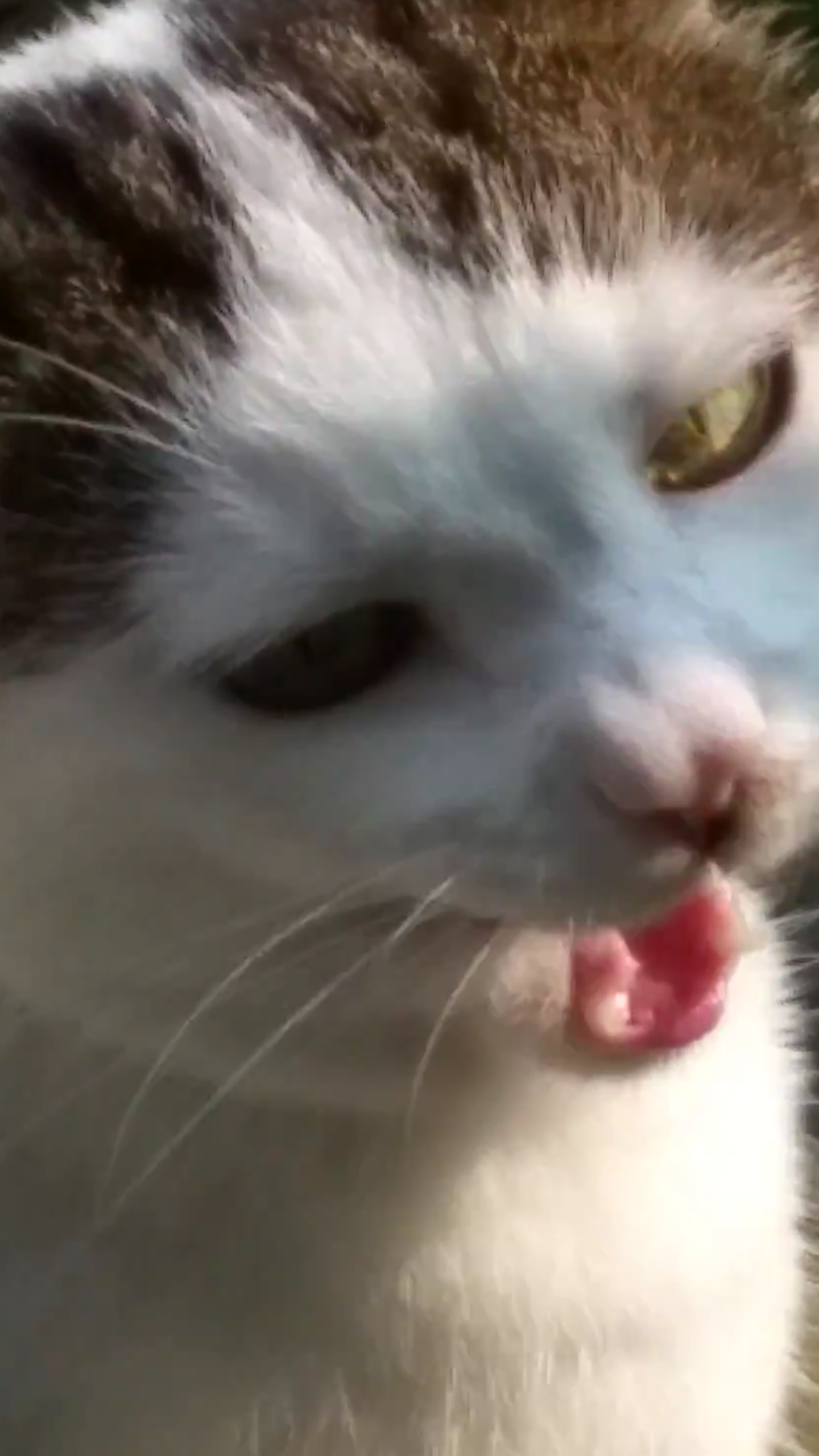 Liebe gähnende Katze