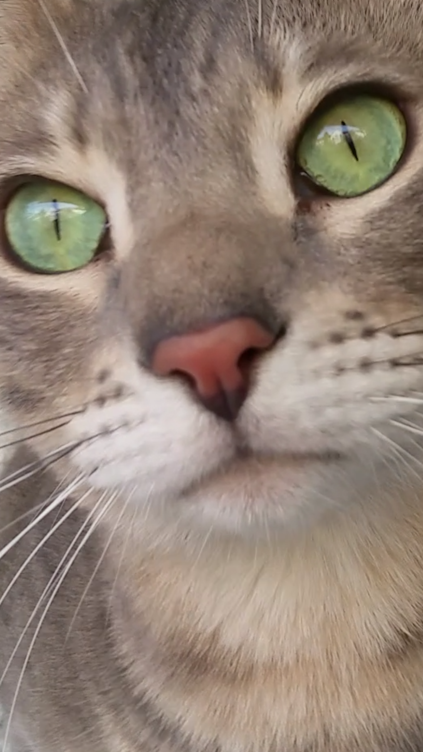 Liebe grüne Augen Katze