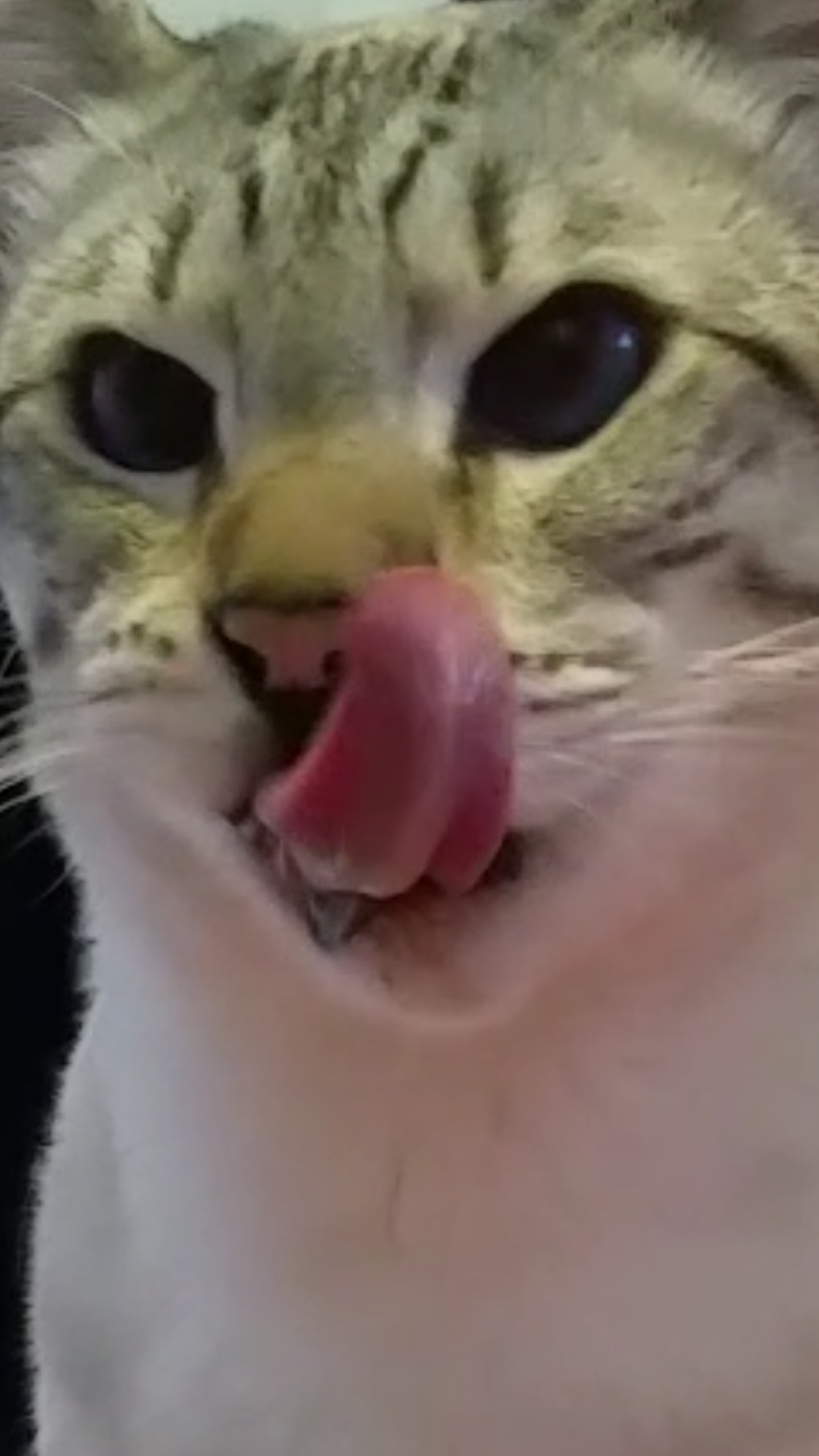 Liebe lange Zunge Katze