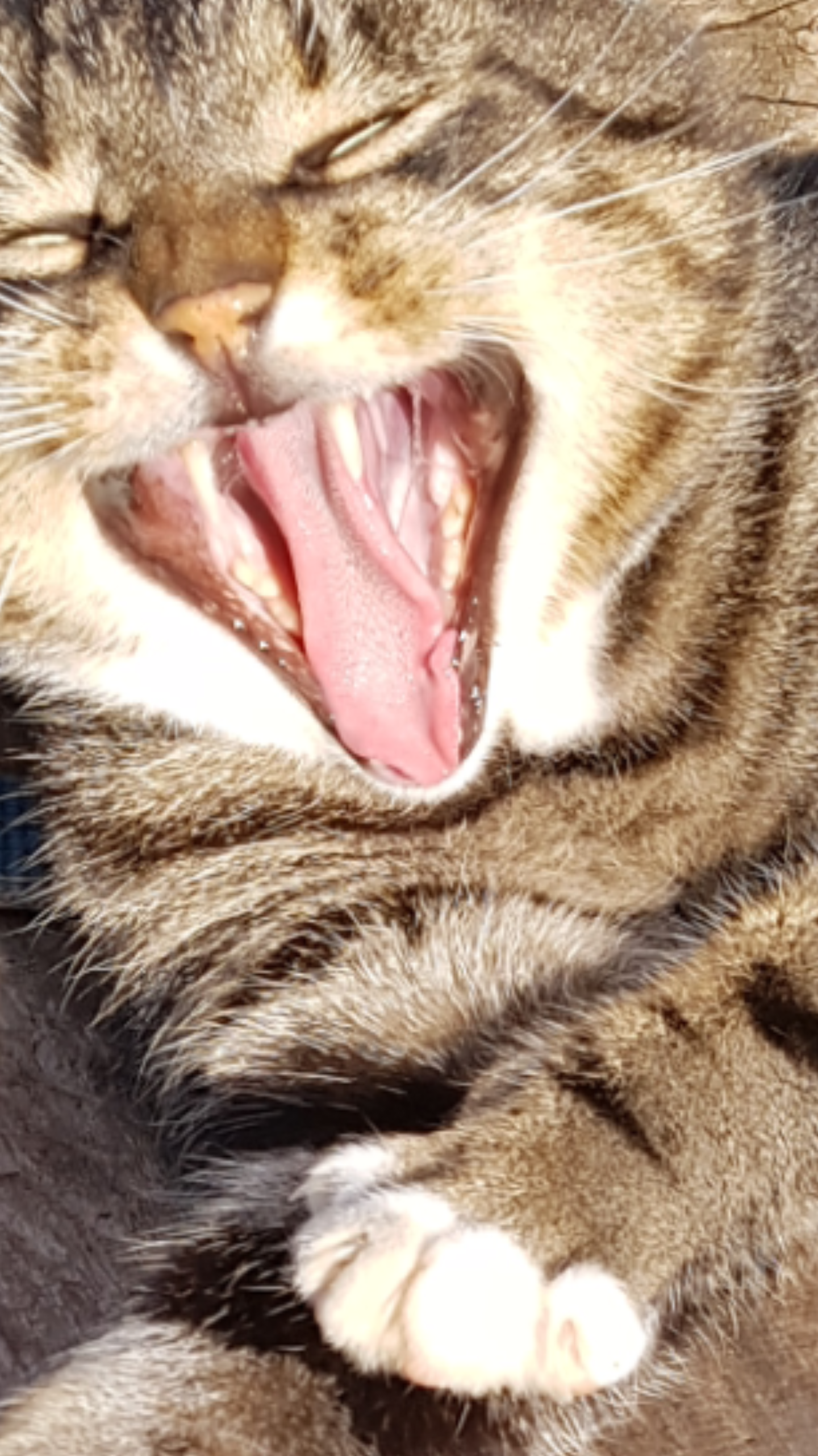 86